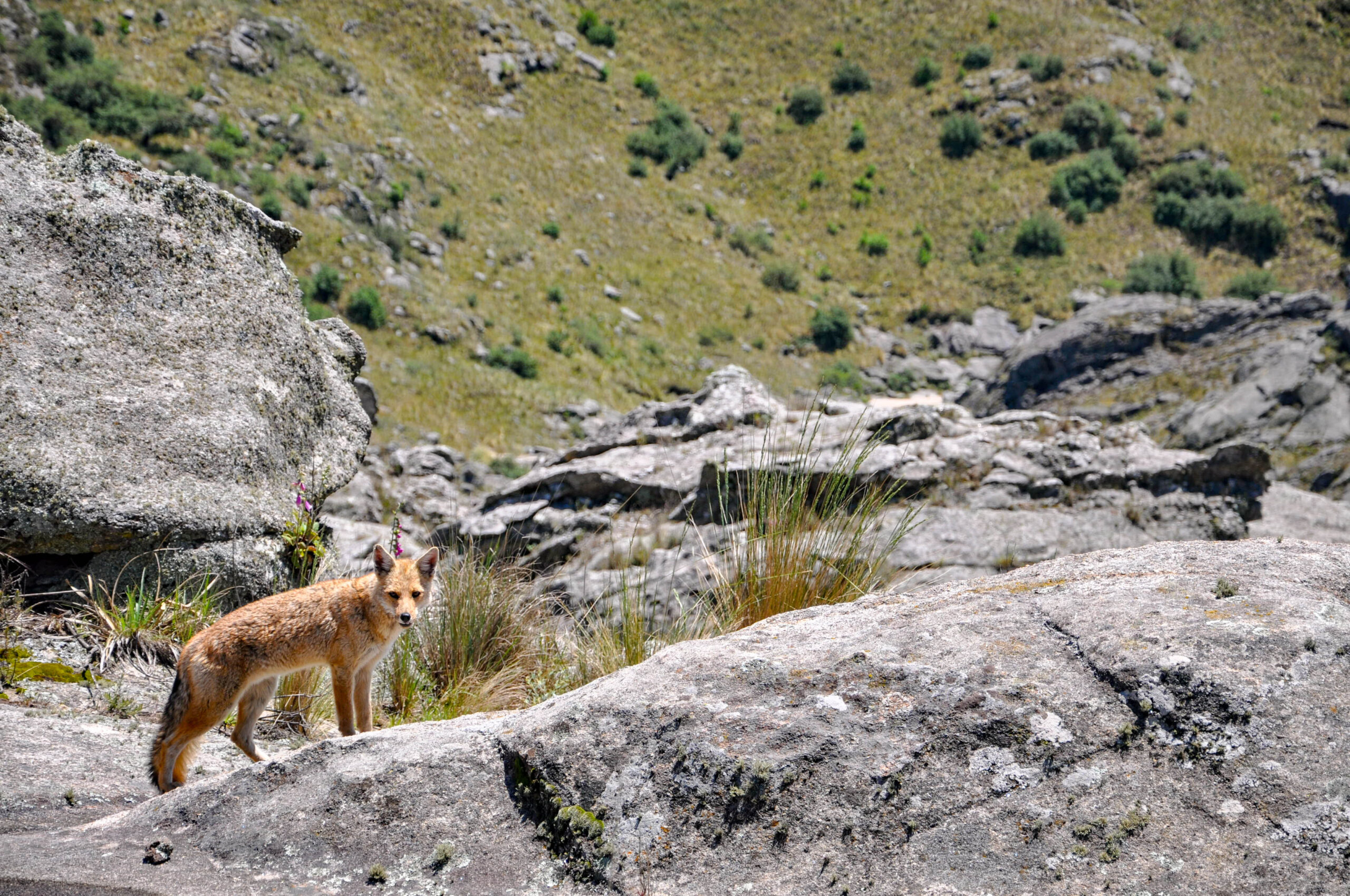 Zorro Colorado en Pampa de Achala