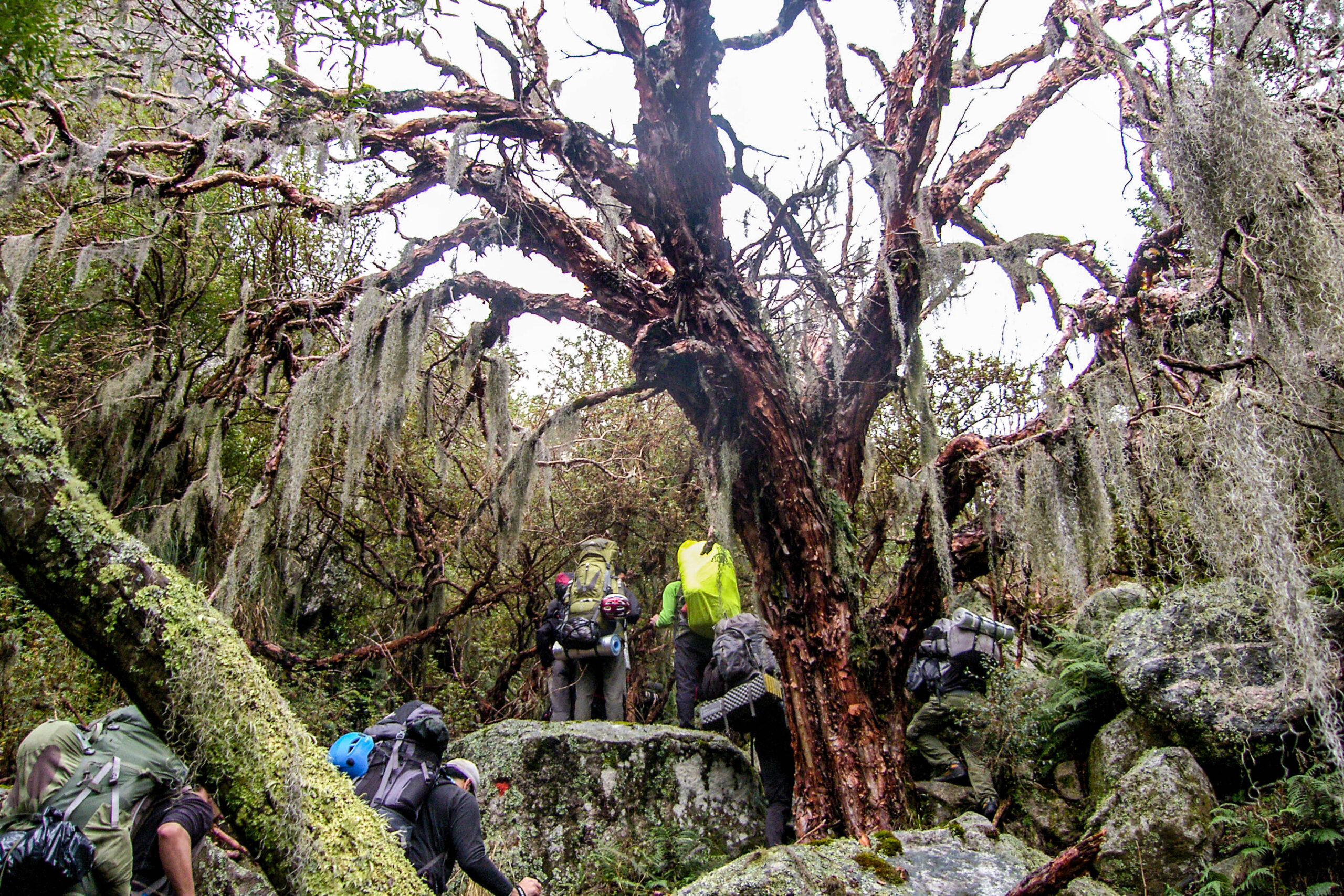 Bosque de Tabaquillos en Córdoba