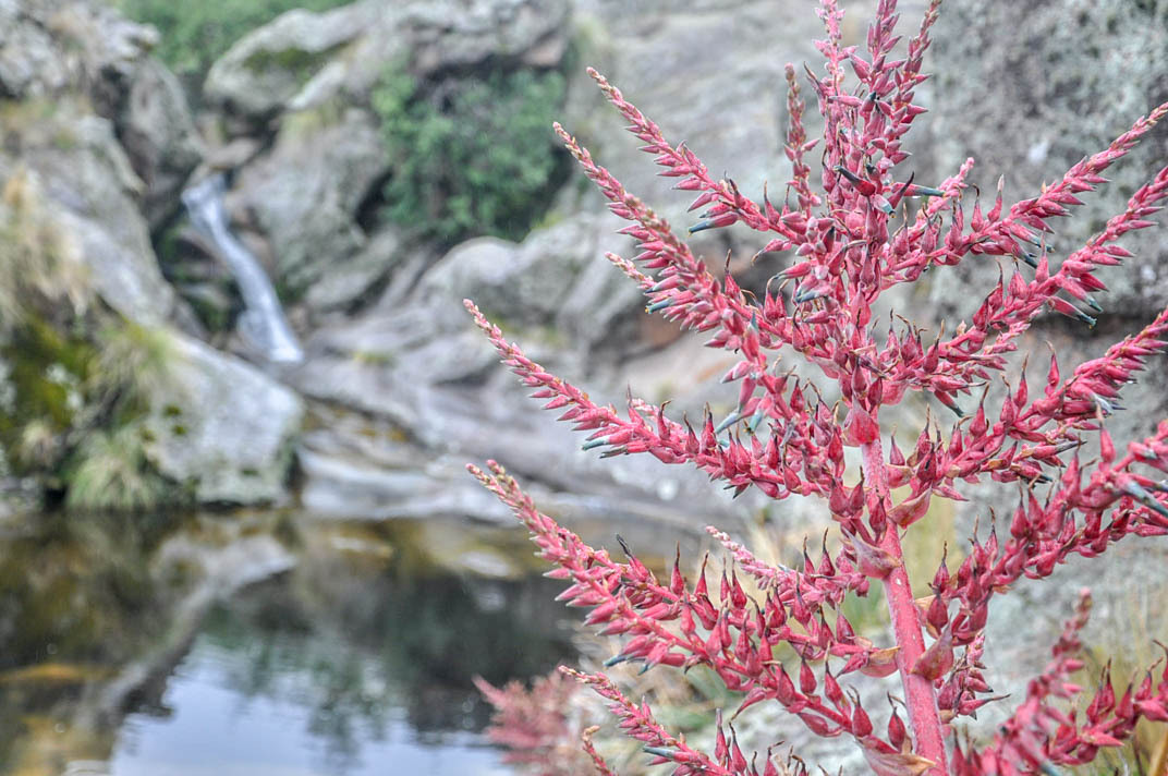 Flora nativa en Paso de Garay.