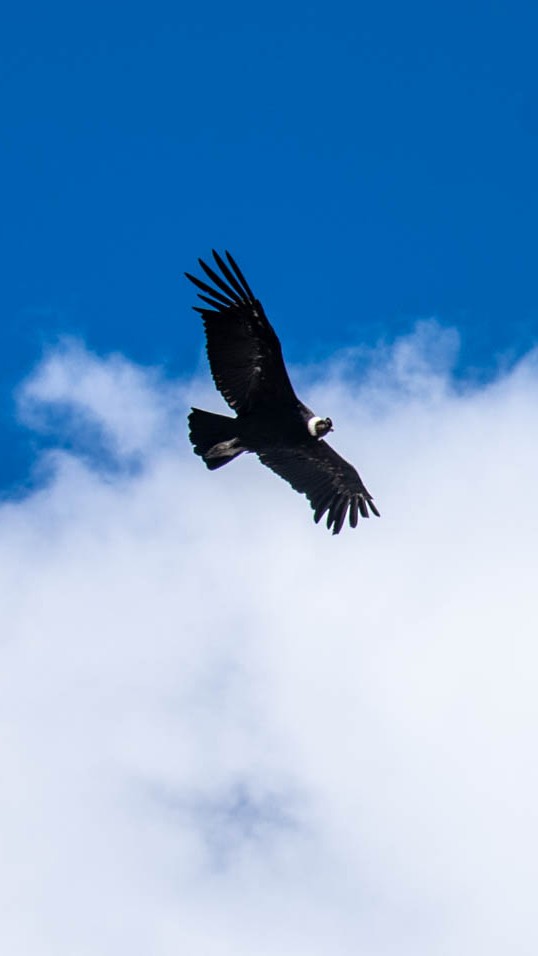 Cómo reconocer al Cóndor Andino en vuelo