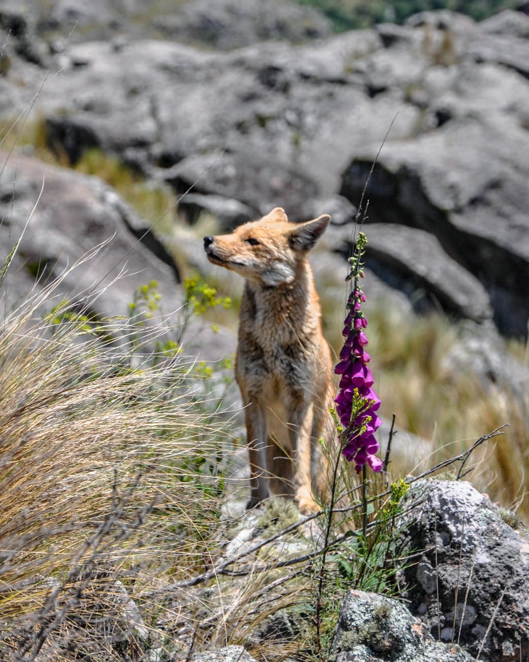 Aprendé a disfrutar tus encuentros con fauna nativa
