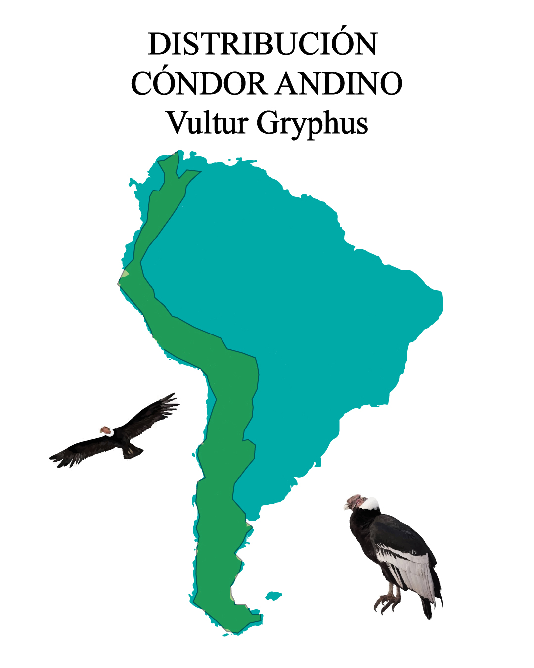 Distribución del Cóndor Andino