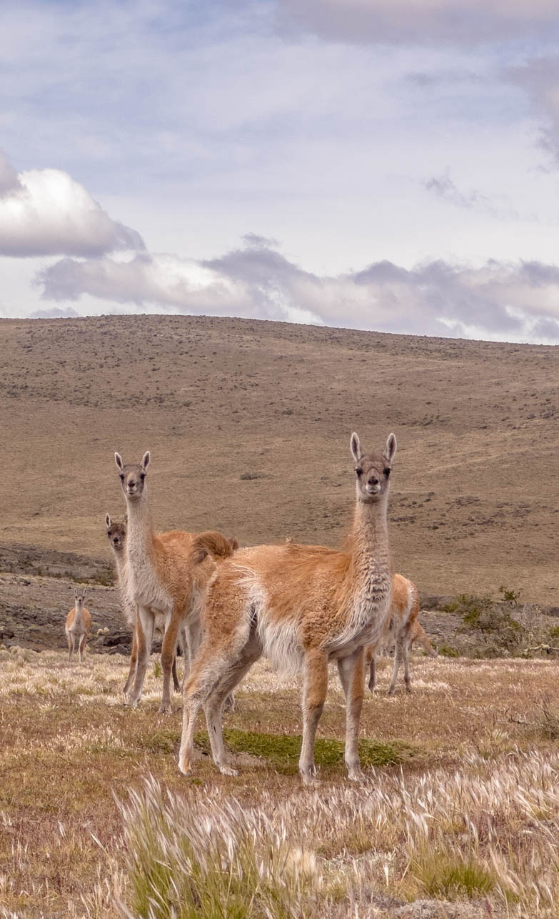 Cómo vivenciar mejor tus encuentros con fauna nativa